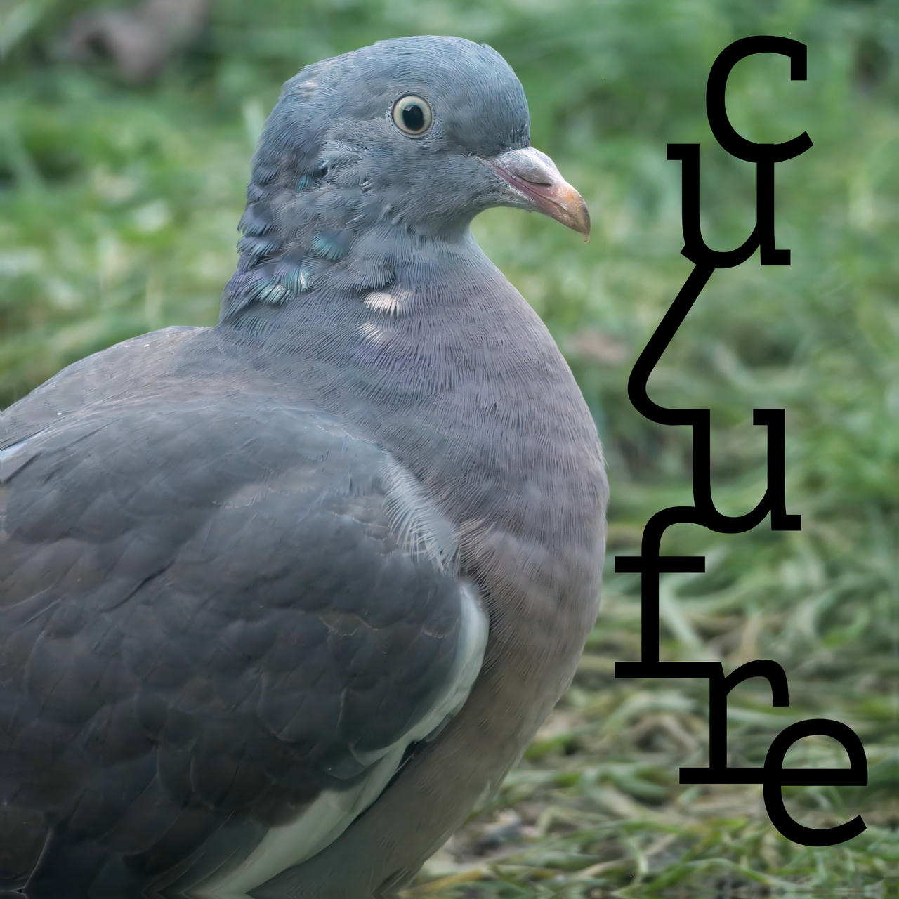 A nice pigeon