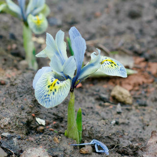a dwarf iris