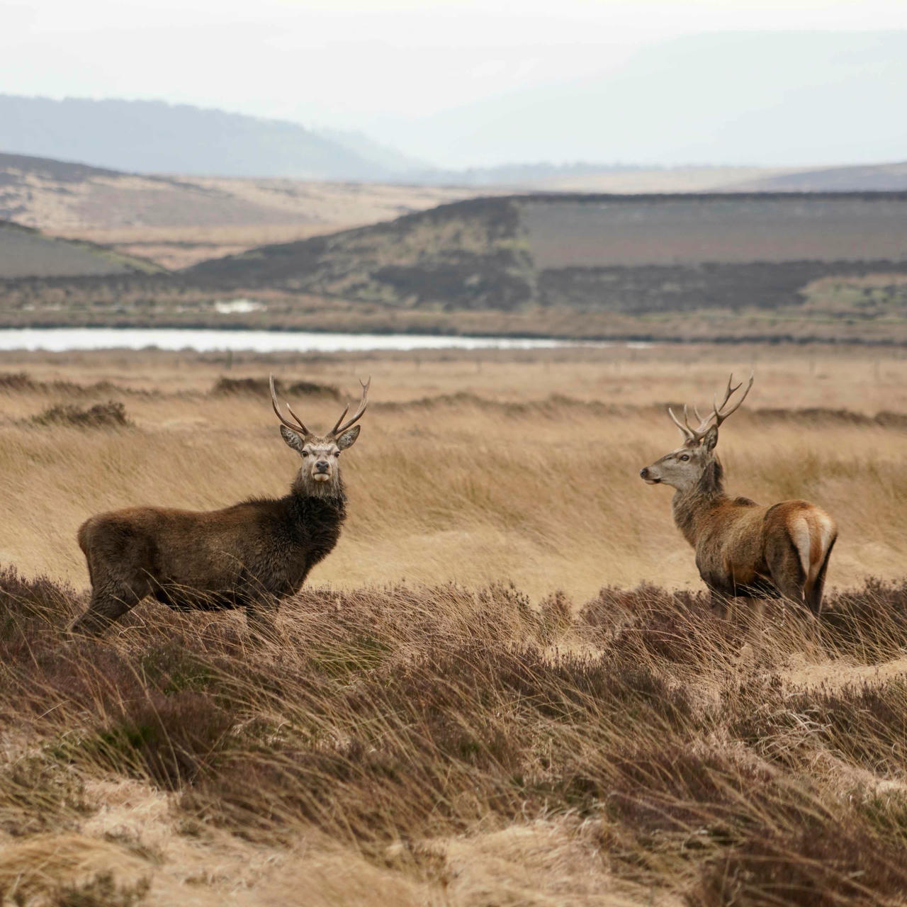 Two deer on moorland