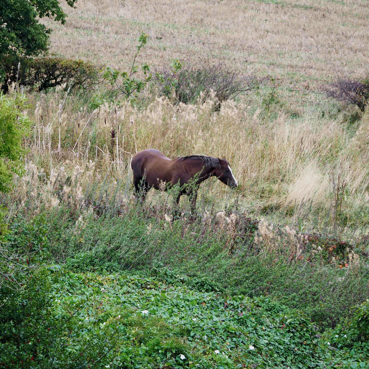 a horse in an overgrown field