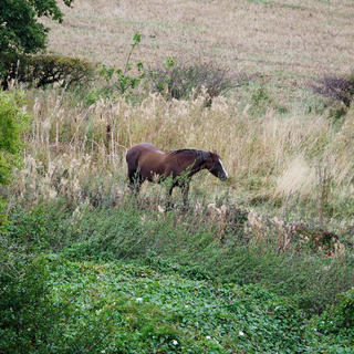 a horse in an overgrown field