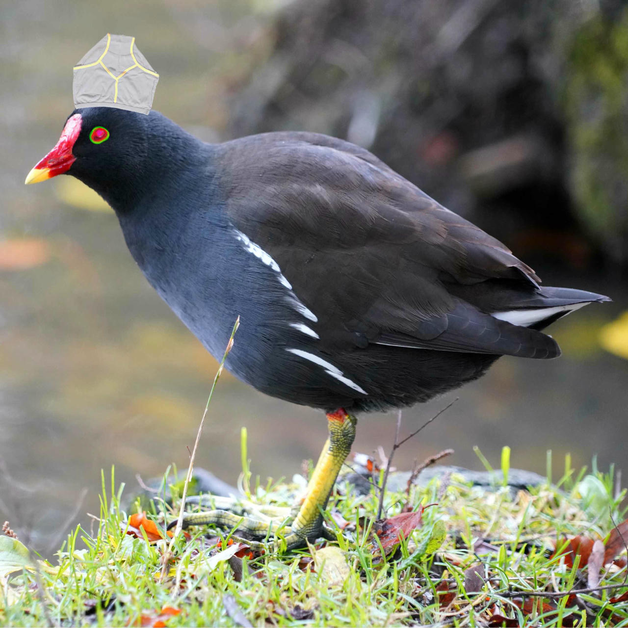 a moorhen with underpants on it's head