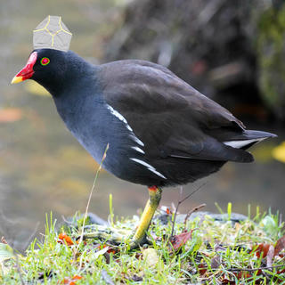 a moorhen with underpants on it's head