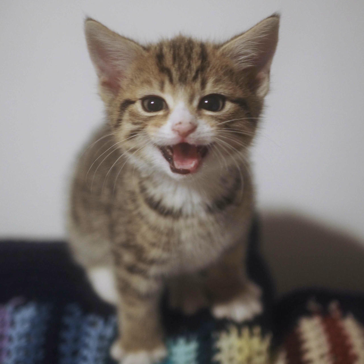 A cute cat