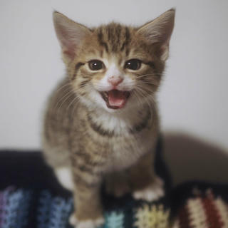 A cute cat